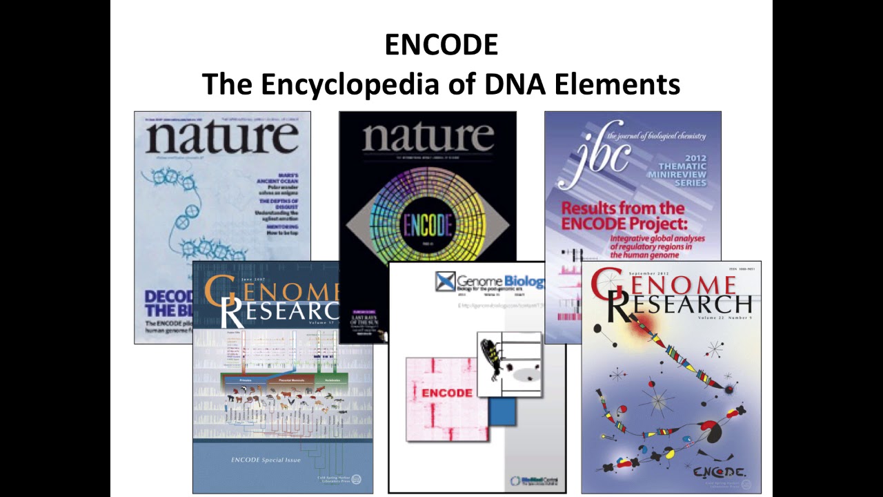 Gene Regulation and Motif Analysis