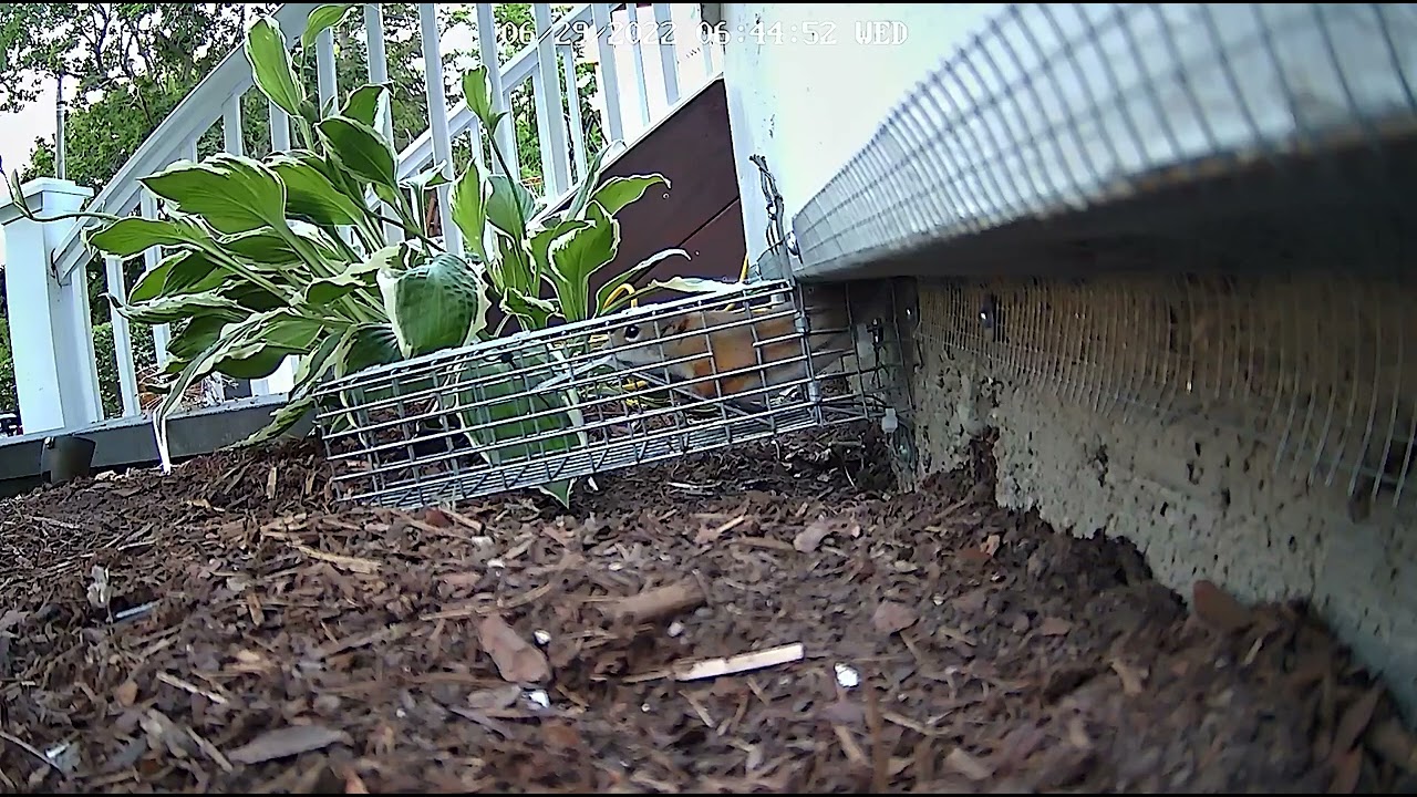 Red Squirrel Using One Way Door