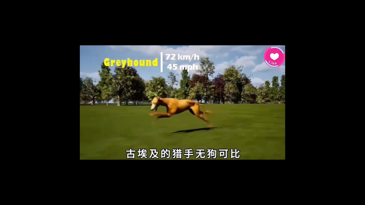 知识科普-狗狗们的速度 #ai说唱 #大熱門 #popular
