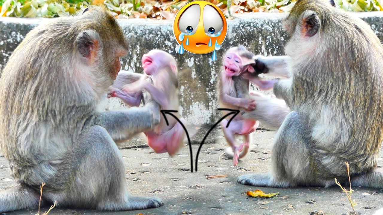 Oh, Angry... Old MaMa EMILA k-i-c-ks baby monkey EMOLY to b-it-e & b-ea-t fu-ri-ou-sly to cry loudly