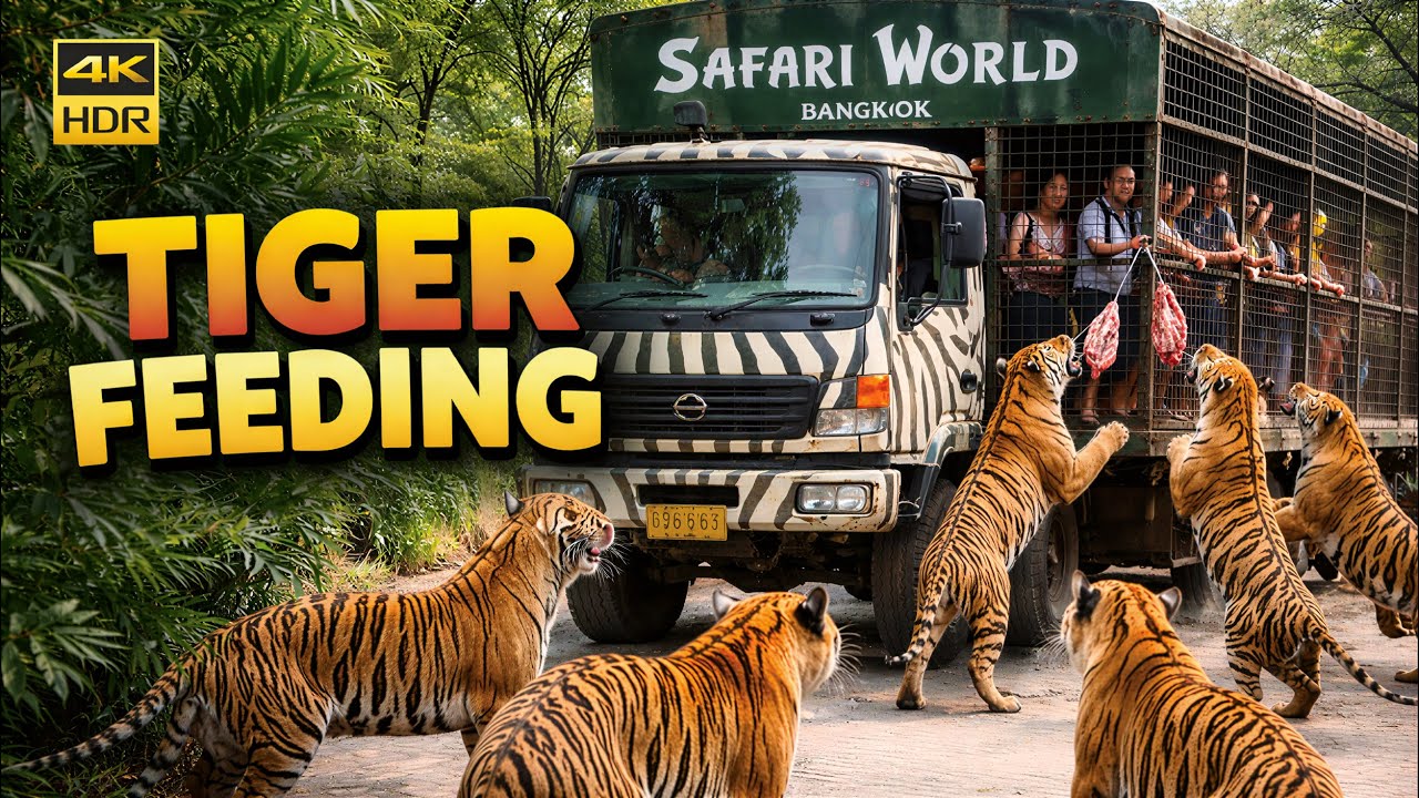 Feeding Tigers at Safari World Bangkok one of the Best Zoo in The World - Thailand Zoo
