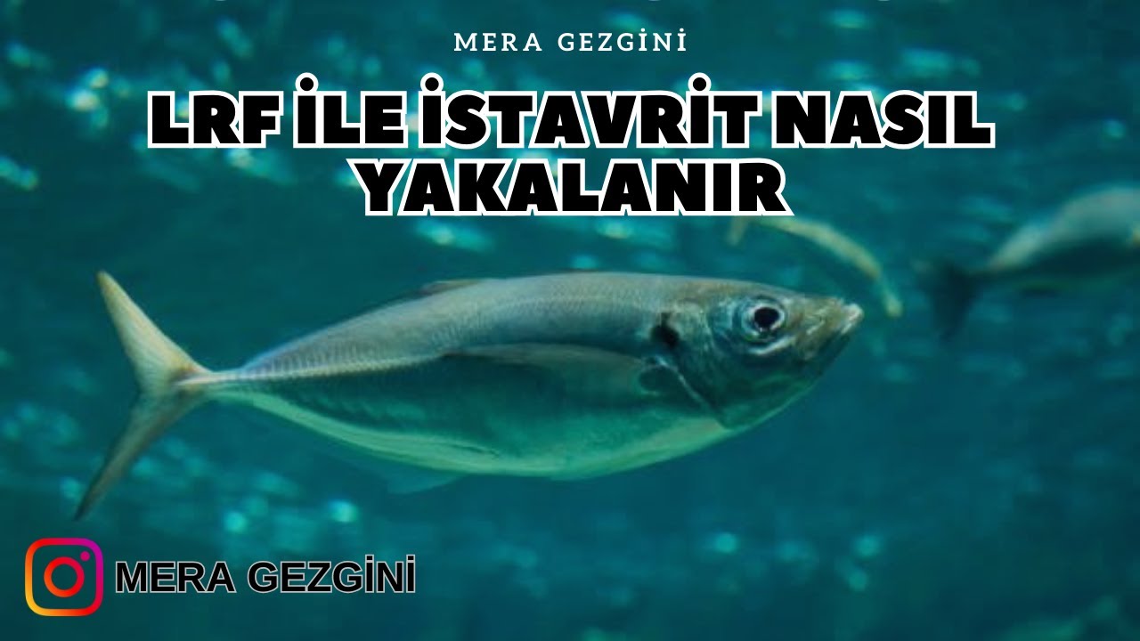 LRF İLE İSTAVRİT NASIL YAKALANIR !!! BU AKSİYON İLE HER ATIŞ BALIK !!!