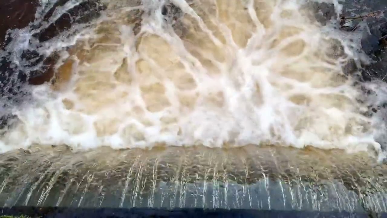 Details from a Dog Walk