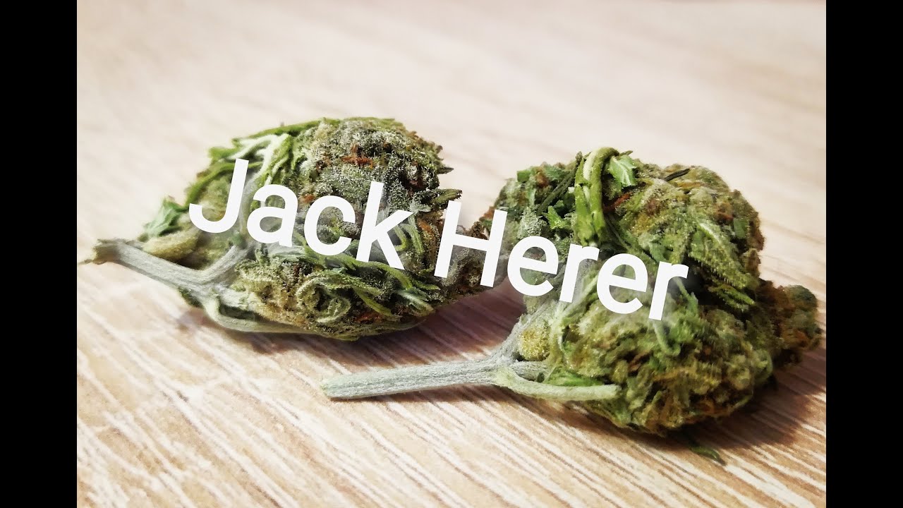 Обзор Jack Herer конопли на эффекты