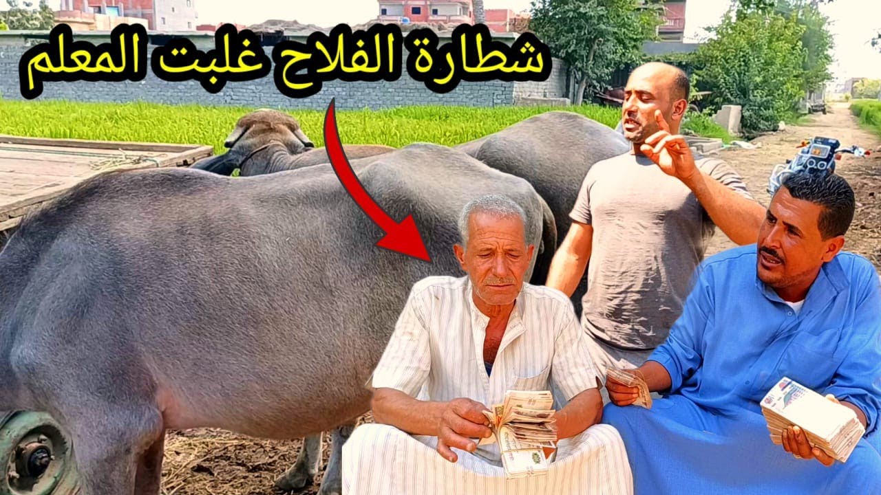 بيع وشراء من زريبة فلاح مع شيخ البلد المعلم فاروق محمود