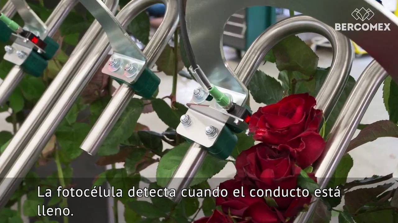 La nueva RoseMatic de Bercomex: el sistema de procesamiento de rosas