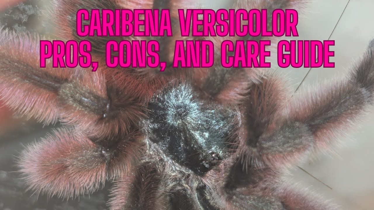 Caribena versicolor (антильский розовопалый тарантул): плюсы, минусы и руководство по уходу
