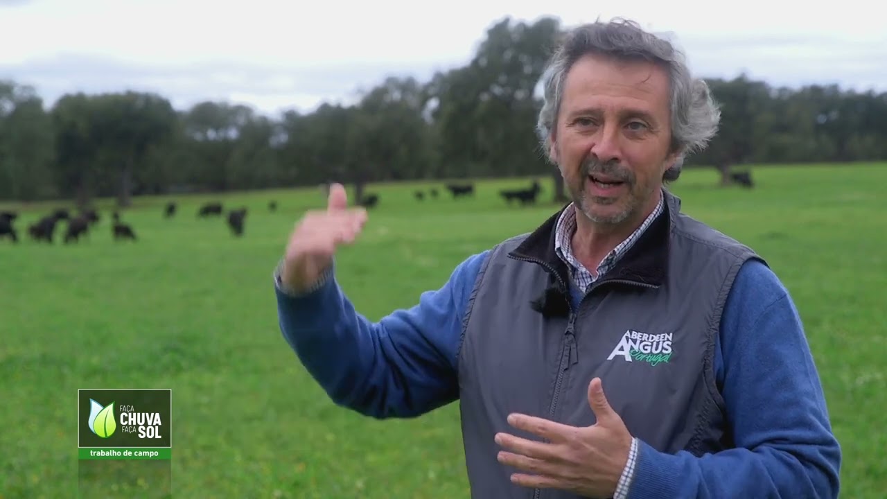 A Raça de Bovinos Aberdeen Angus