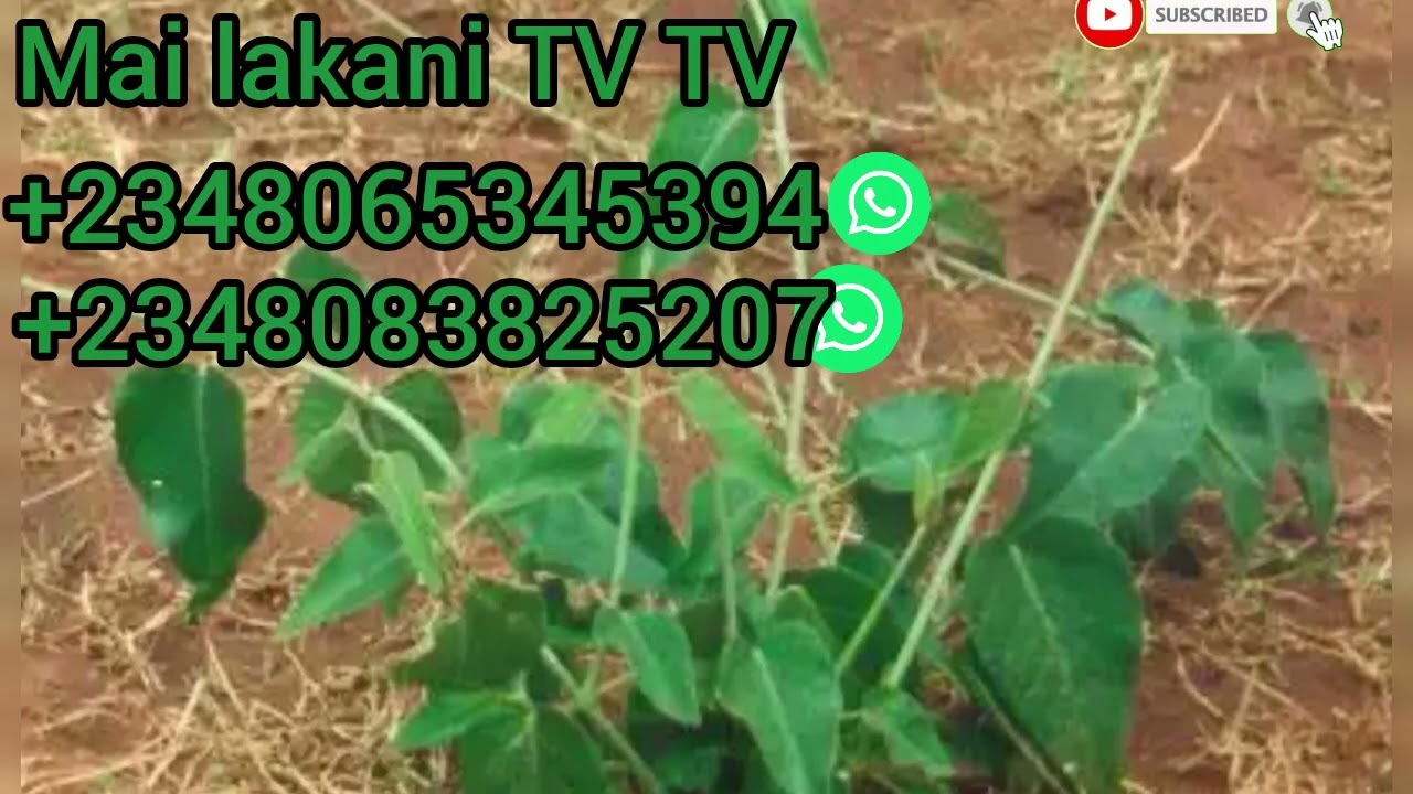 Ga sirrin samun arzqi na tshan hankali 