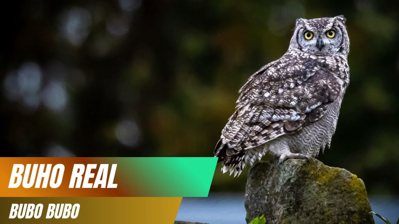 Canto del Búho Real (Bubo bubo) 🦉🌙