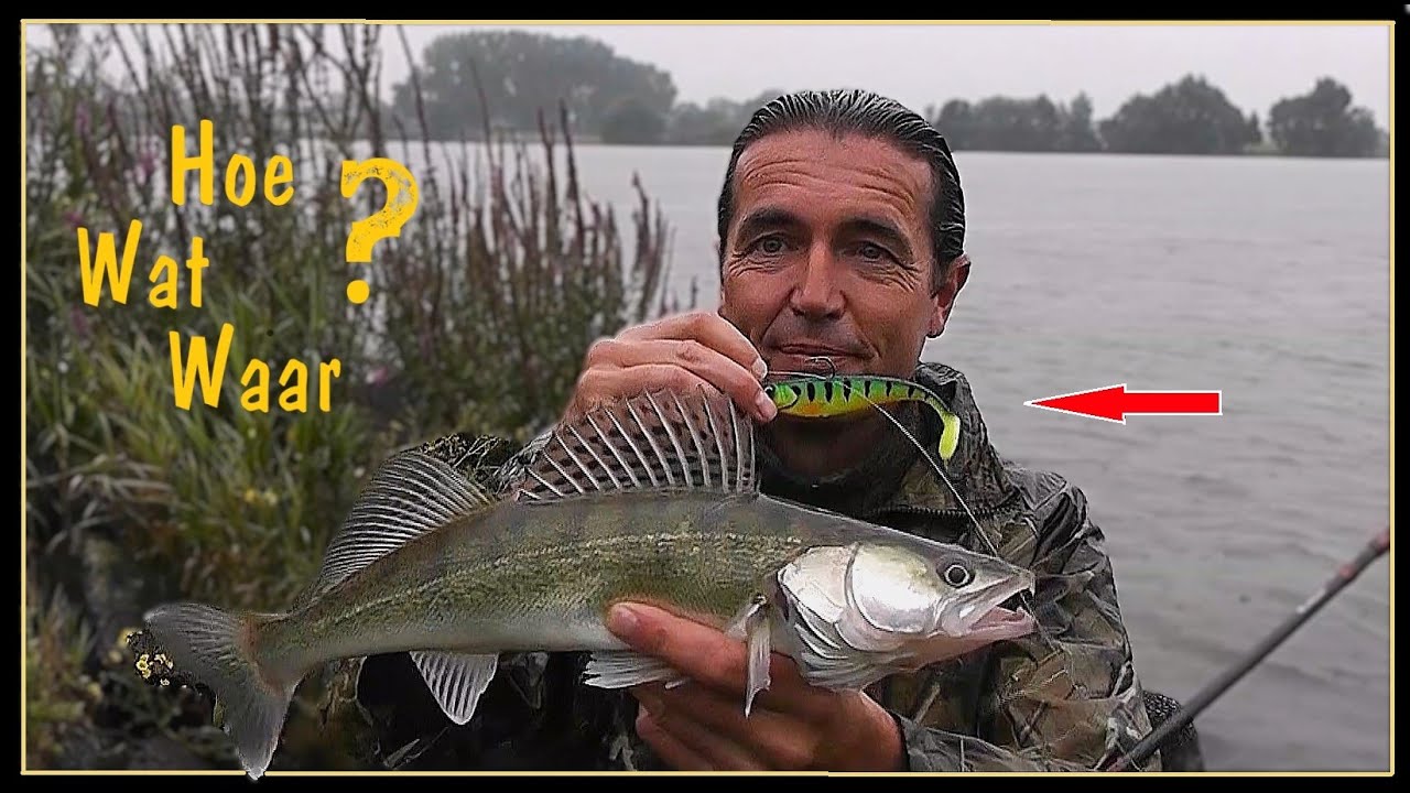 Vissen op snoekbaars vanaf de kant 2024 - UITLEG over hoe te vissen met SHADS! #81