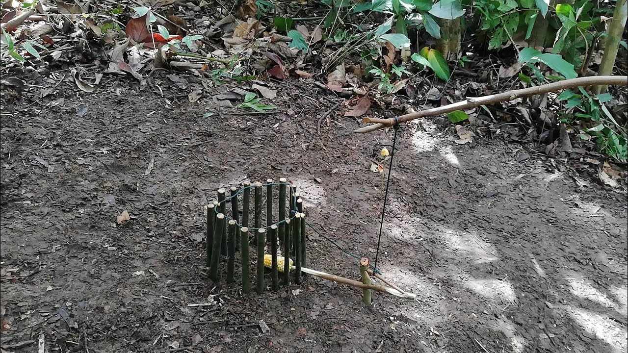 TUTORIAL!! cara membuat jerat monyet ( part 1) monkey trap.