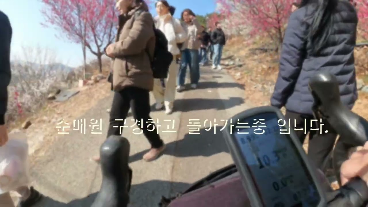 #원동매화축제 #원동순매원 