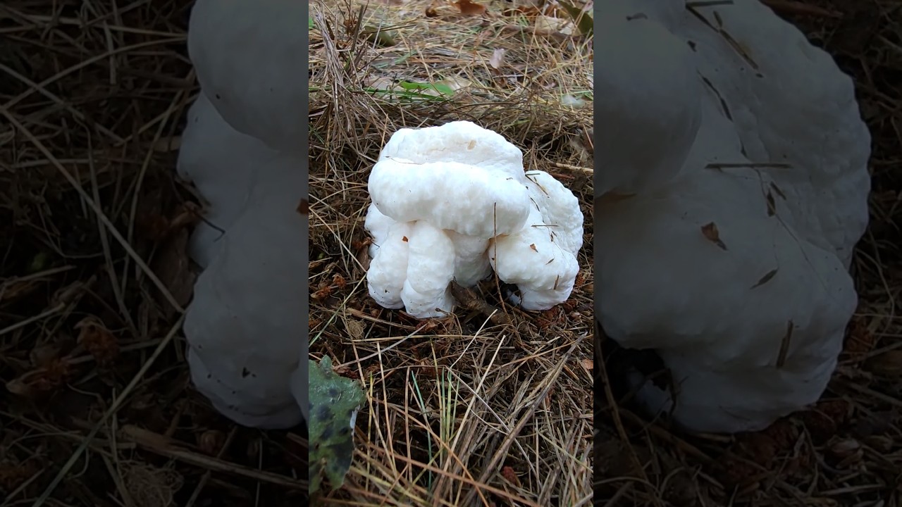 A Beautiful Edible Aborted Entoloma(SHRIMP OF THE WOODS)