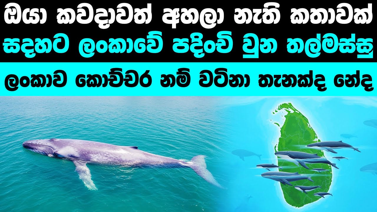 ලංකාවේ සදහටම පදිංචි වෙච්ච නිල් තල්මස් රංචුව | The Resident Blue Whales of Sri Lanka