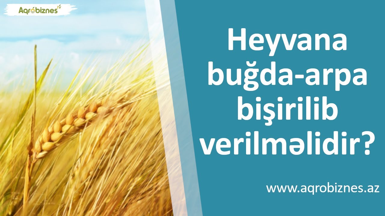 Heyvana buğda-arpa bişirilib verilməlidirmi?