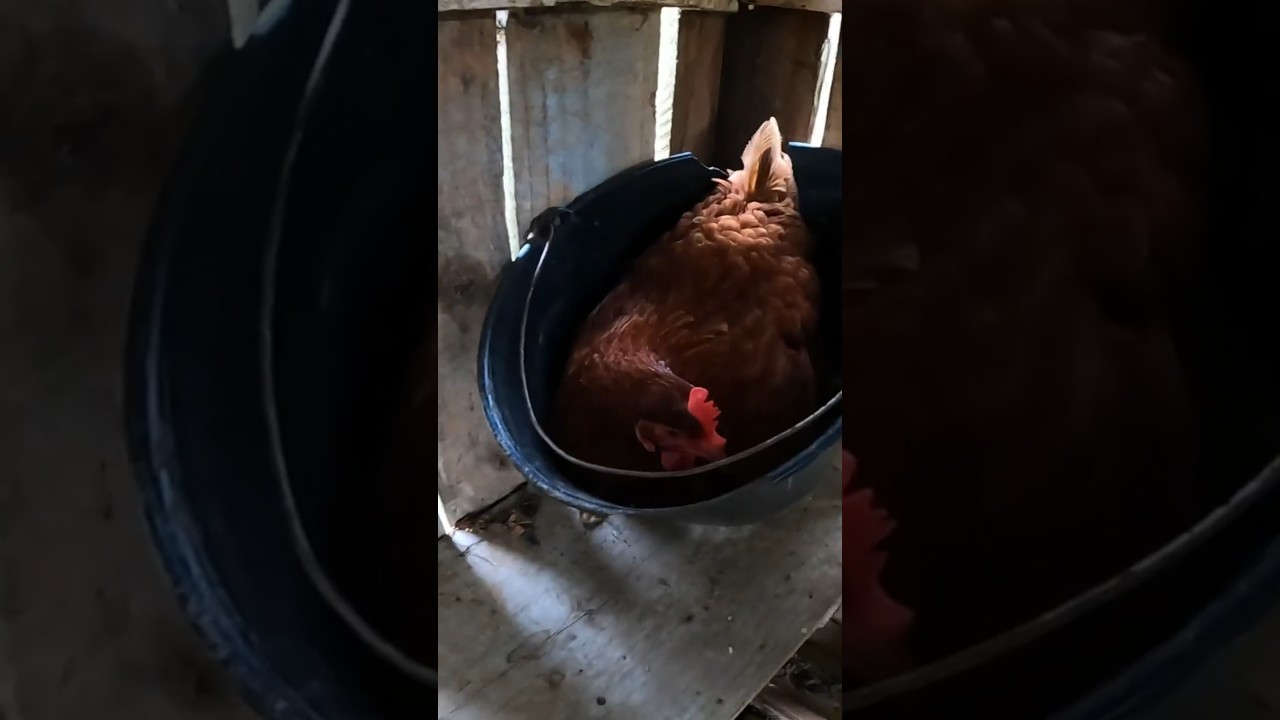 Shorts do que rolou no Vlog do final de semana