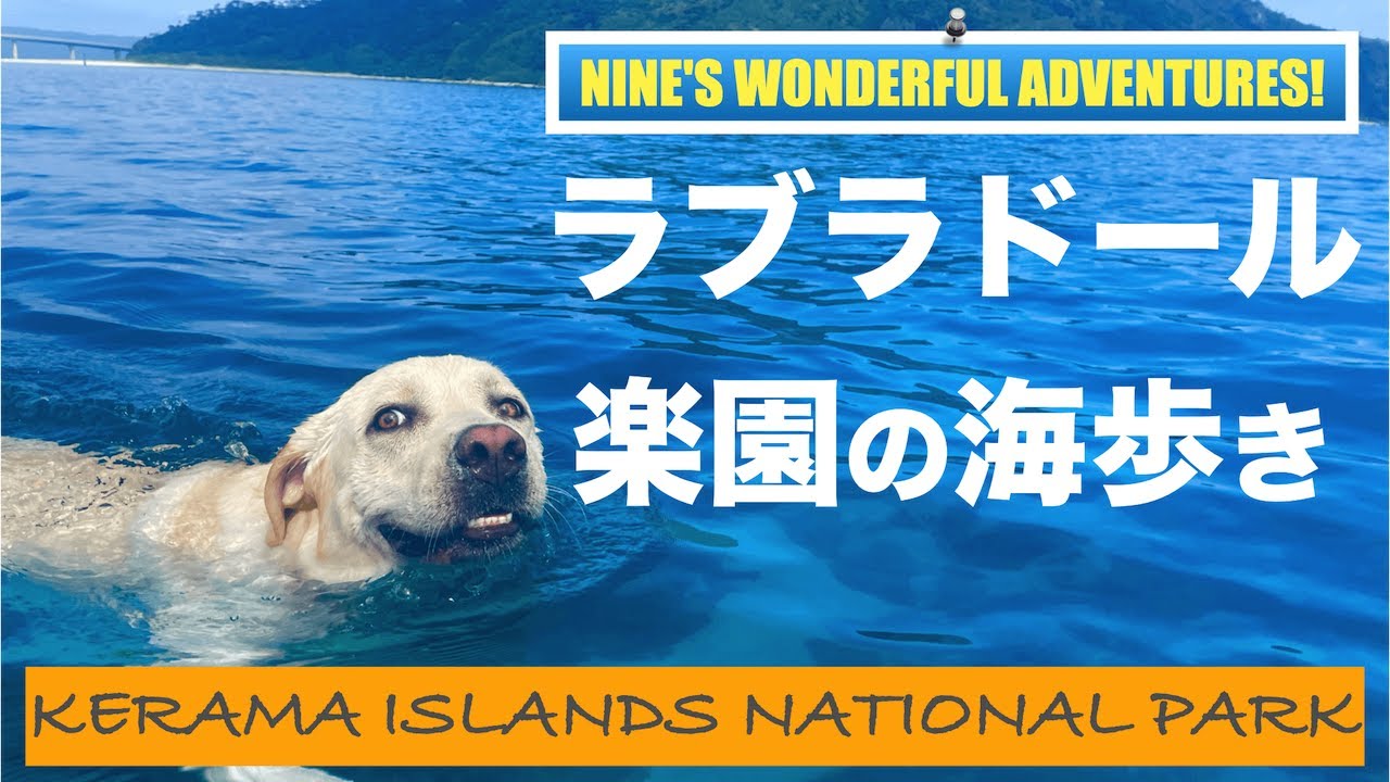 【沖縄漁師＋愛犬】ケラマブルー阿嘉島の美しい海4Kドローン@nines.island.channel Vol.1#沖縄離島 #座間味 #阿嘉島
