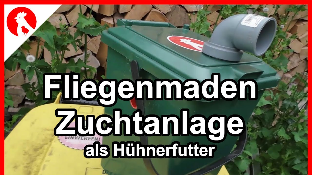 F231 Maden-Farm 🐛 für Hühner - ich hätte fast geko*zt... - Fliegenmaden für Hühner Futter