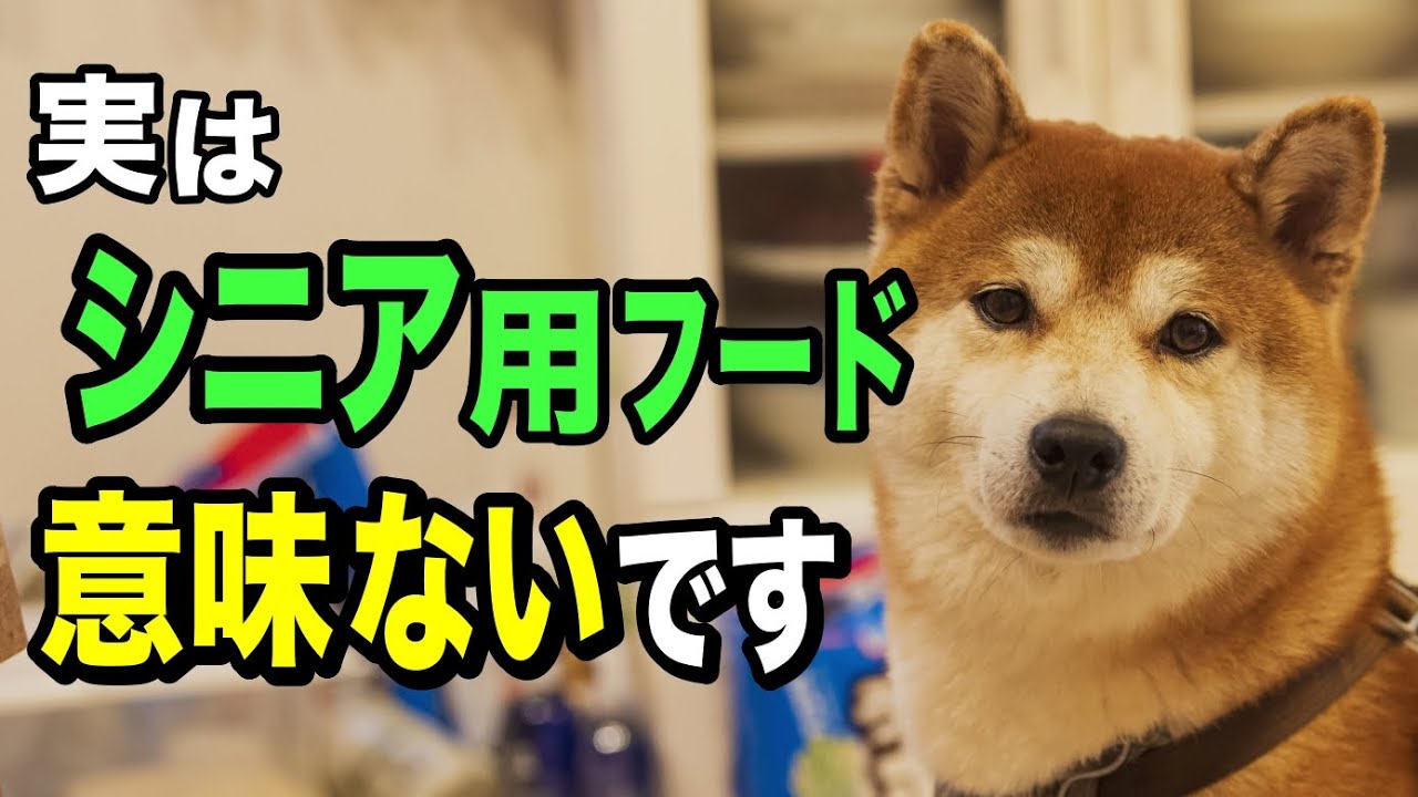 犬のシニア用フードを今すぐやめた方が良い理由を獣医師が解説します