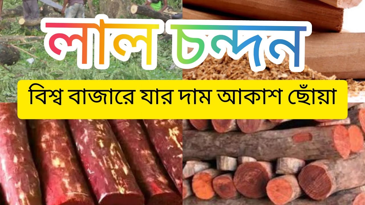 লাল চন্দন। বিশ্ববাজারে যার দাম আকাশ ছোঁয়া। 🌏🌲🌳 #facts #robiulalomvlog #vlog