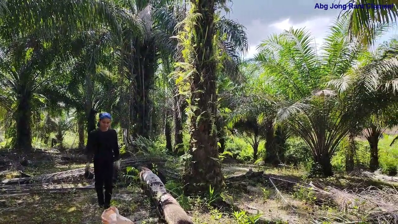 Penyamaran CEO masih aman-aman saja....CEO turun membaja lagi