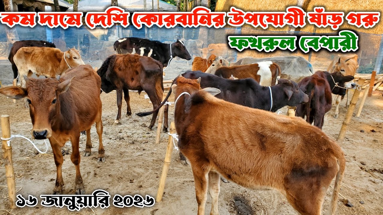 795- কম দা'মে দেশি কোরবানি উপযোগী ষাঁড় গরু  | ১৬  জানুয়ারি ২০২৬ | নগর বাংলা টিভি