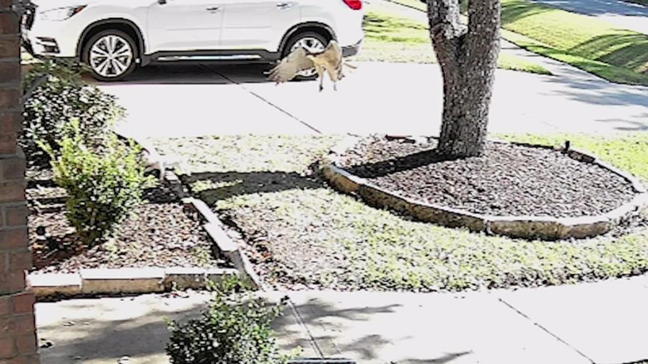 Video: Red-tailed hawk tries to snatch little dog from Missouri City yard