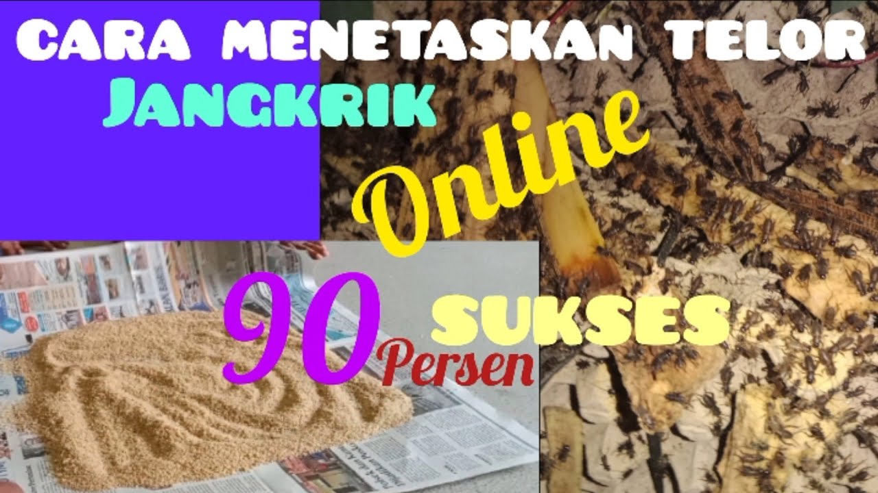 cara cepat menetaskan telor jangkrik. jenis alam  madu sangat mudah untuk pemula.
