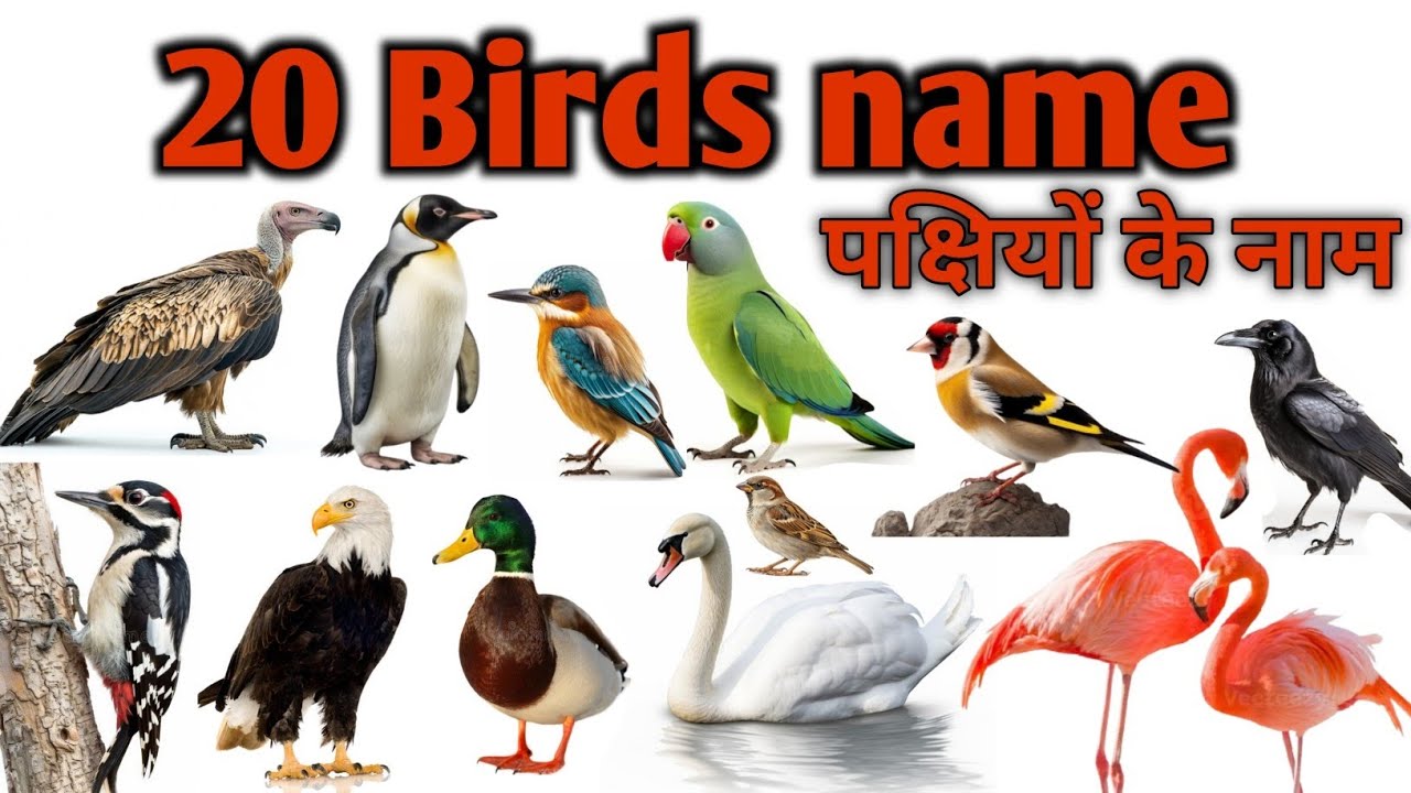 20 पक्षियों के नाम सीखें |Birds Name In Hindi English For Kids| Learn With Fun| 