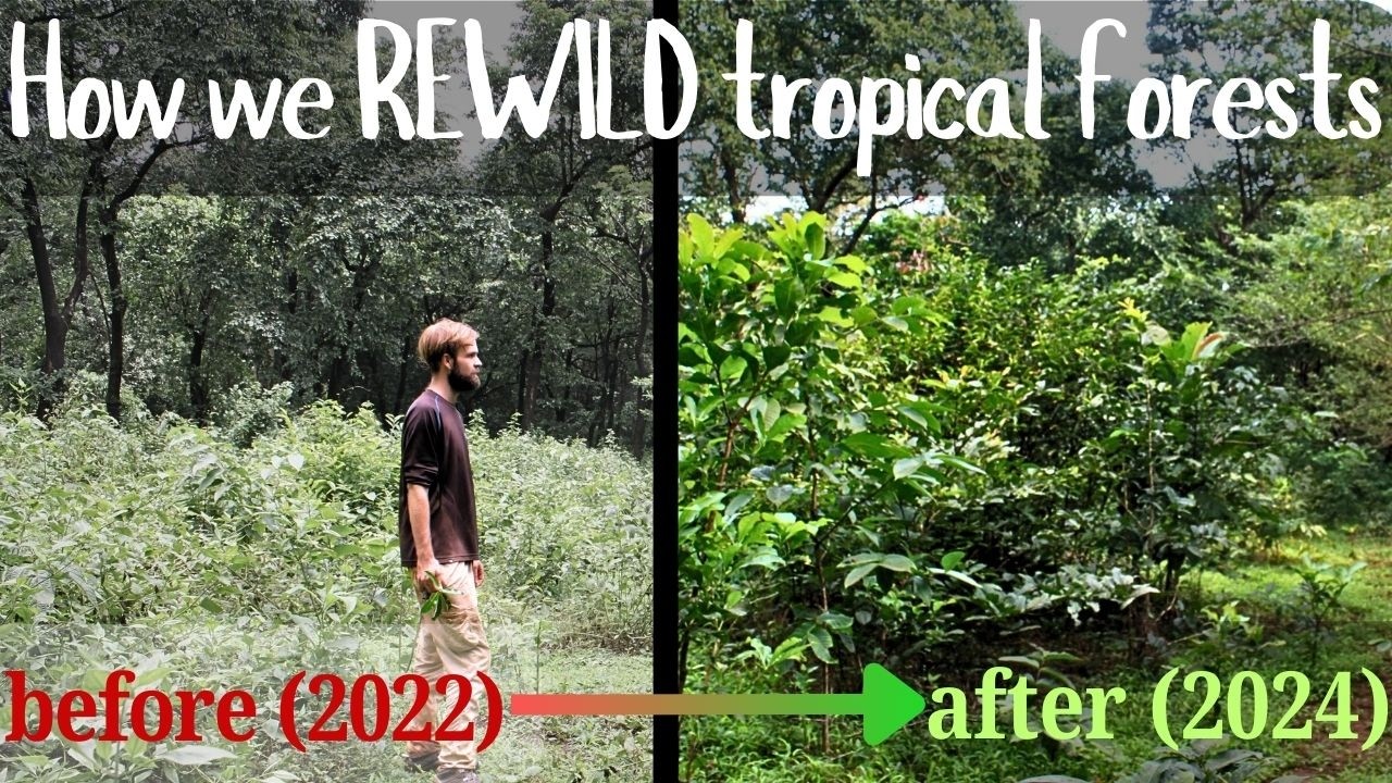 Restoration of Tropical Forests - in depth tour & guide to how we REWILD and RESTORE BIODIVERSITY