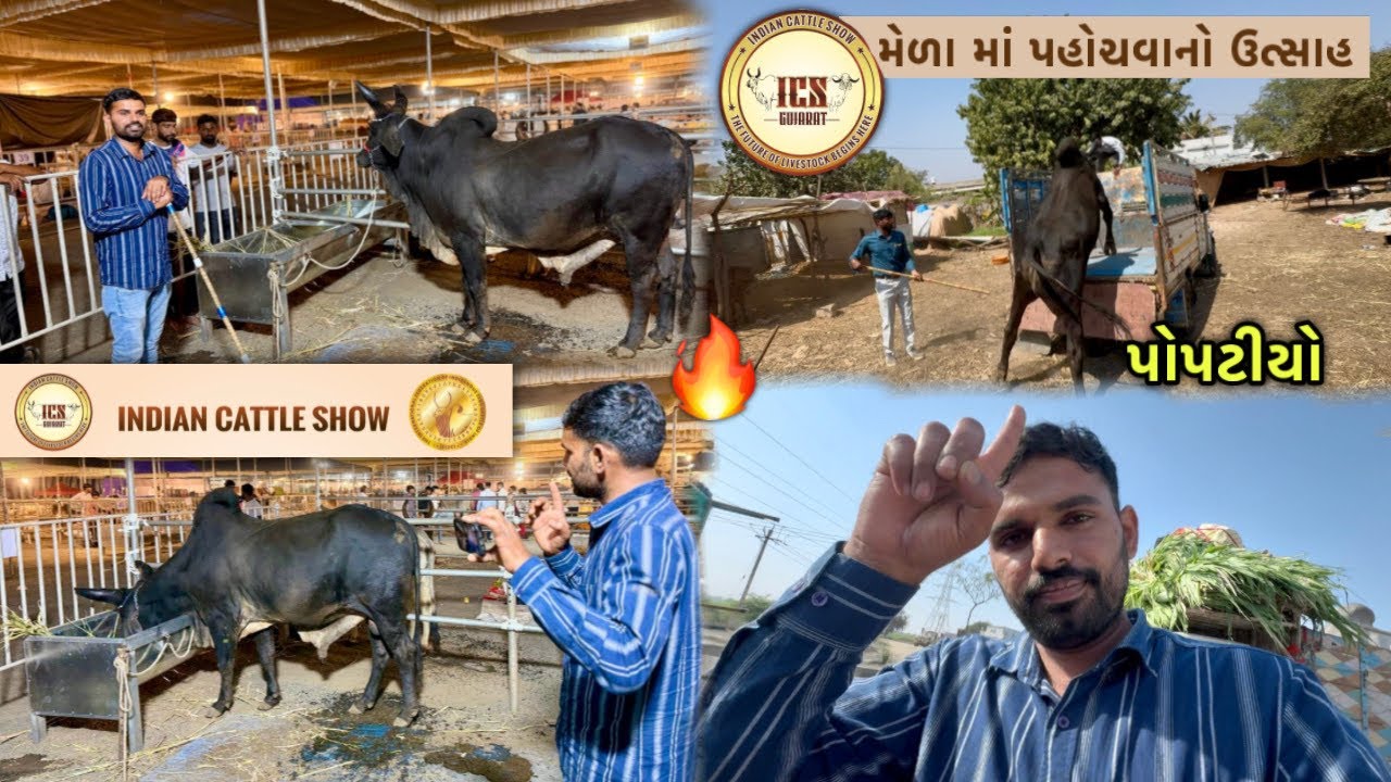 &ldquo;પોપટીયો&rdquo; Indian Cattle Show માં જવા રવાના🔥| સાંજે પહોંચી પણ ગયો🤩