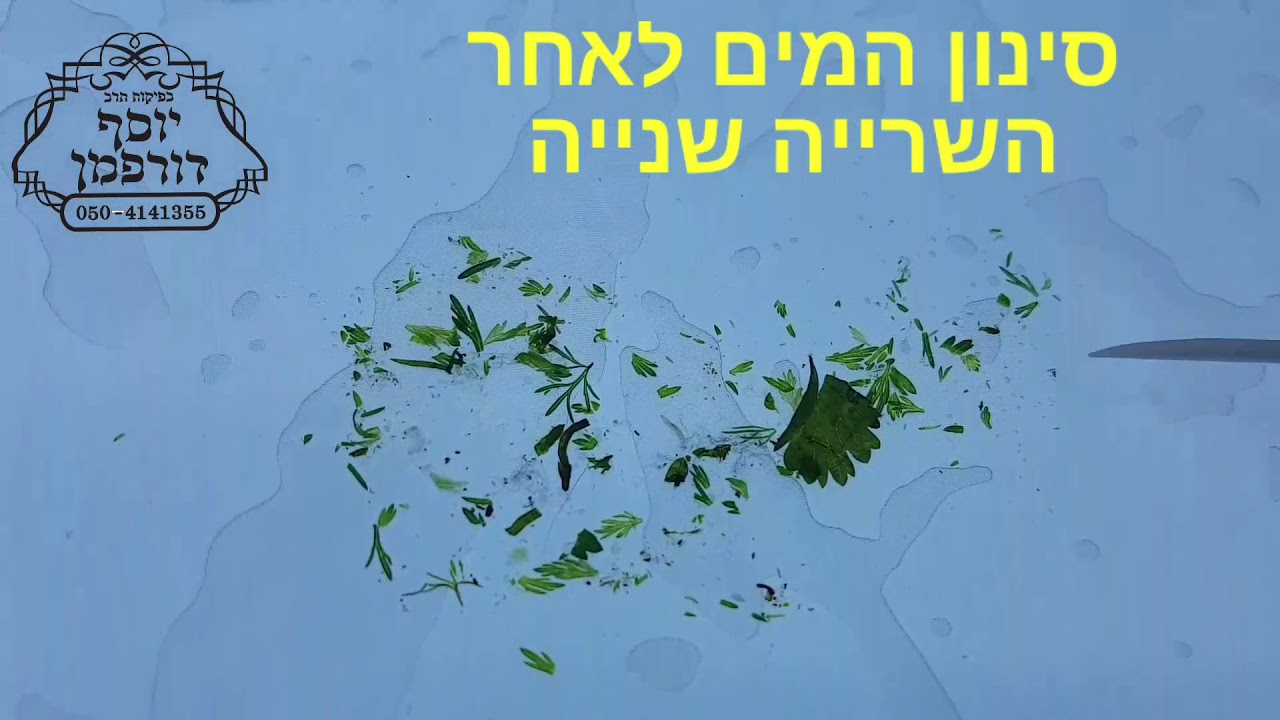 נגיעות בירק עלים רגיל, מדוע לקנות רק גידול מיוחד, הרב יוסף' דורפמן, Rabbi yosef dorfman, חרקים בירק