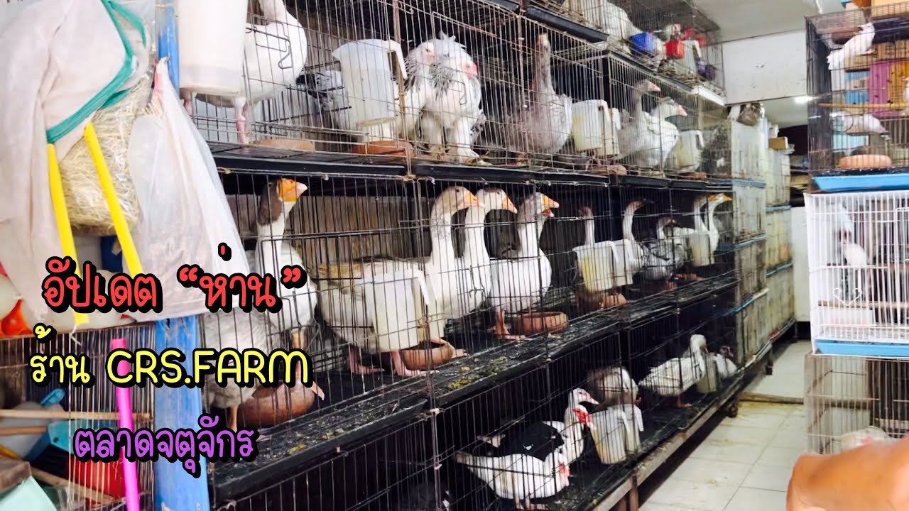 Zing’s Day l อัปเดต “ห่าน” ร้าน CRS.FARM ตลาดจตุจักร