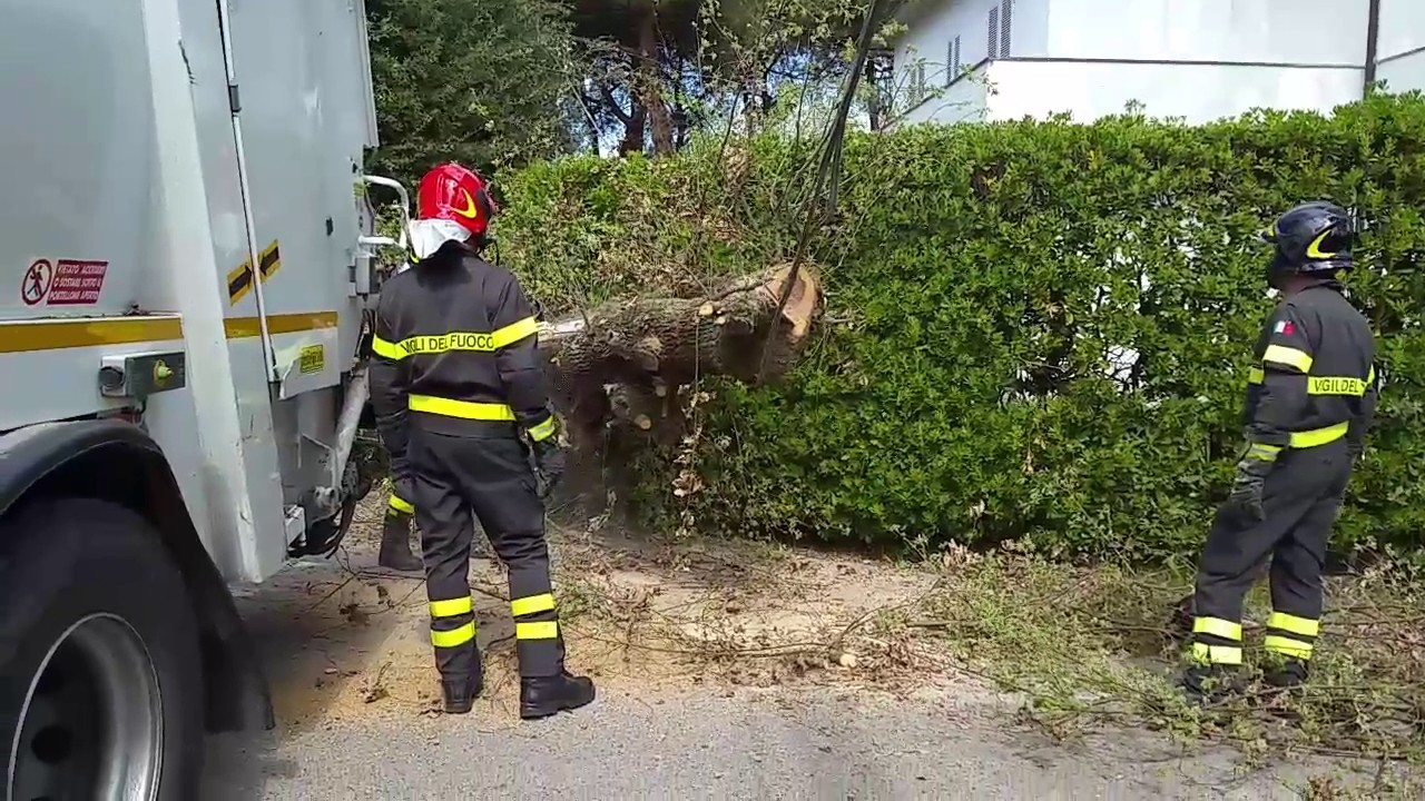 vvf taglio pianta sui cavi