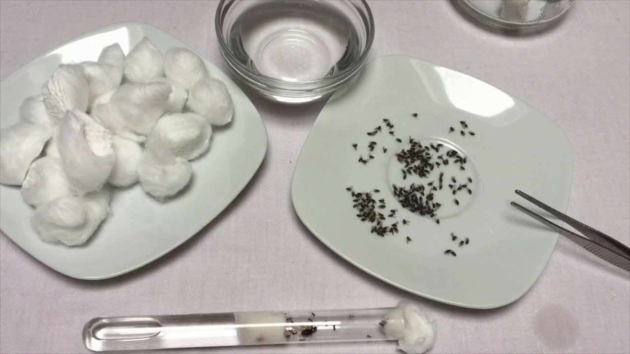 Eerste werksters voeren. De eerste mieren krijgen suikerwater en een fruitvliegje.
