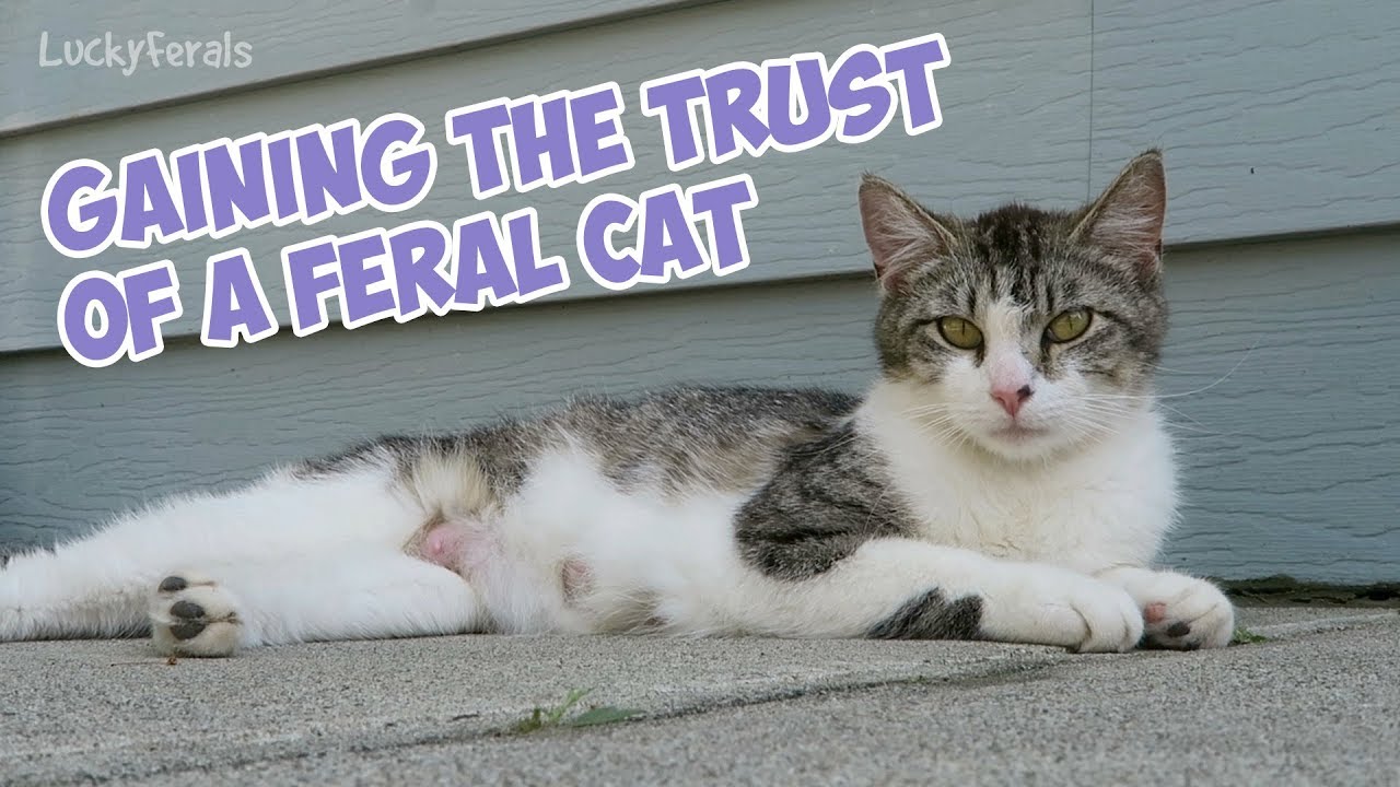 Gaining The Trust Of A Feral Cat - Younger Stella Hanging Out On The Patio