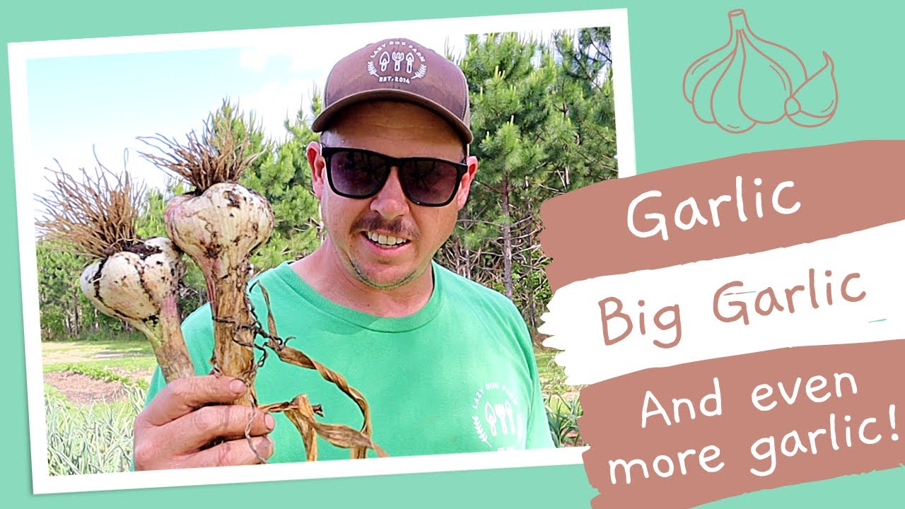 Who Knew It Was This Easy? | Growing Softneck Garlic