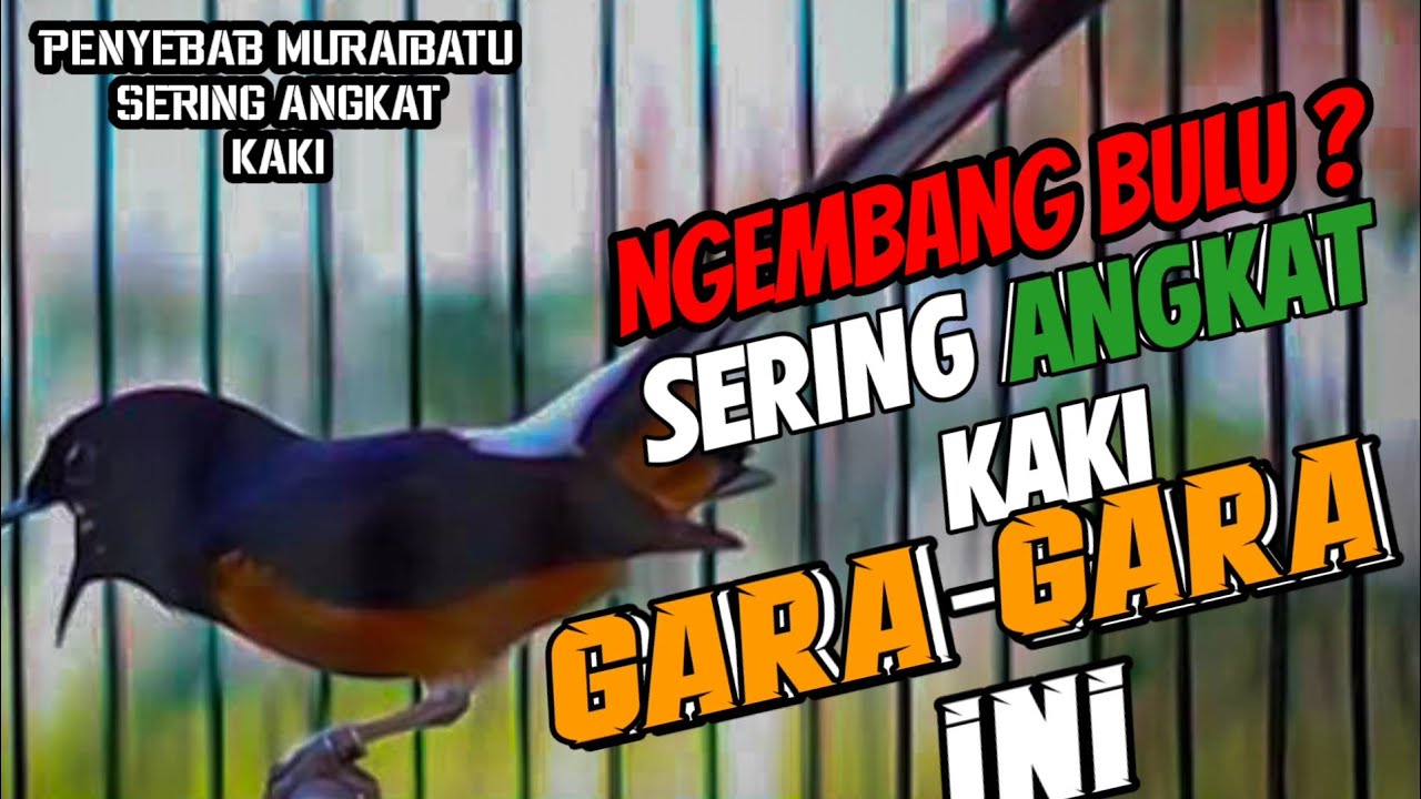 MENGATASI MURAIBATU ❗ DIJEMUR MALAH NGEMBUNG ??! SERING ANGKAT KAKI SATU.