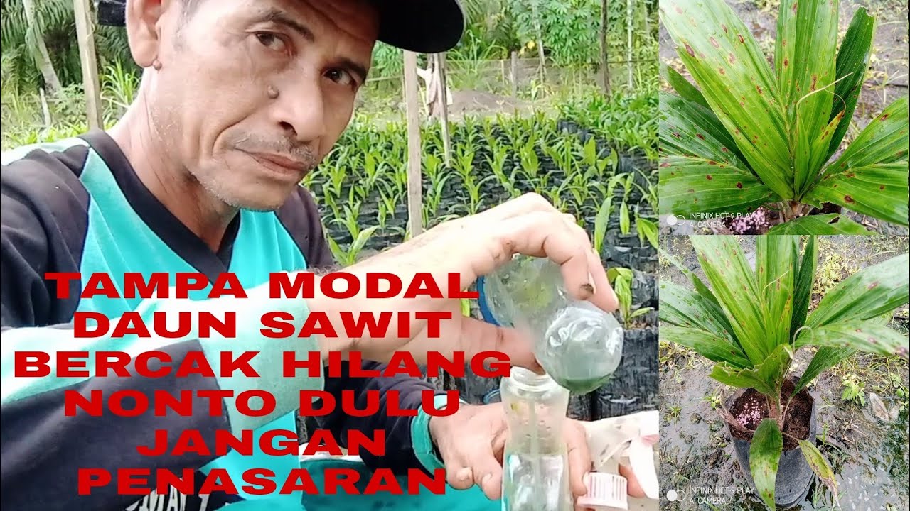 CEPAT ATASI DAUN SAWIT PENYAKIT BERCAK TAMPA MODAL BERCAK HILANG