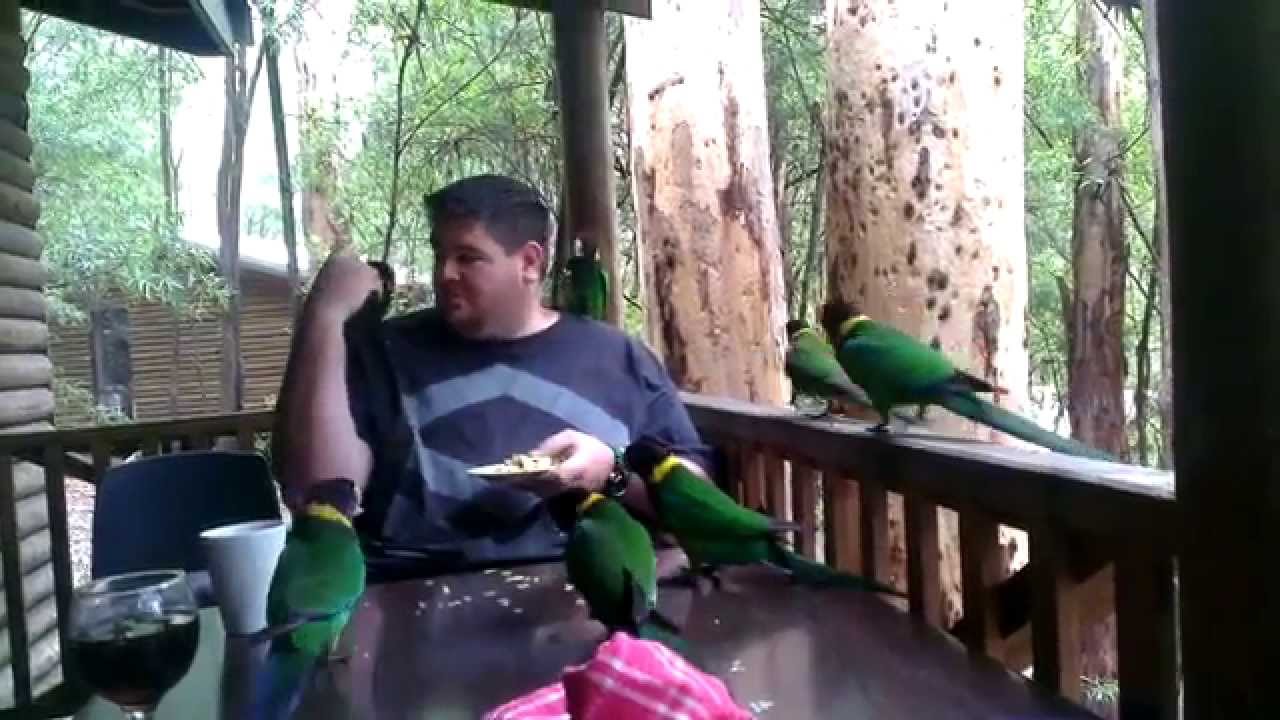 Feeding ringneck parrots and kookaburras in Karri Valley