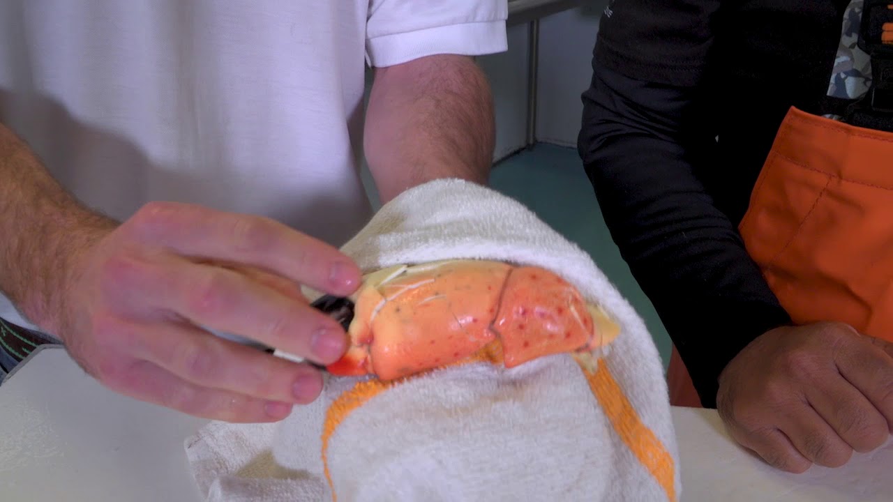 How to Crack a Stone Crab Claw at Cod & Capers Seafood