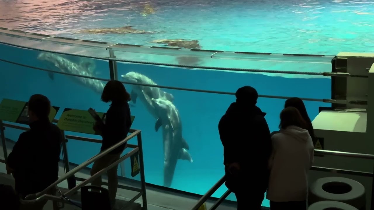 Delfines 🐬 