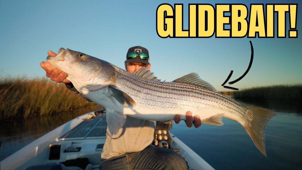 Fishing for Big Fall Run Stripers [California Delta]