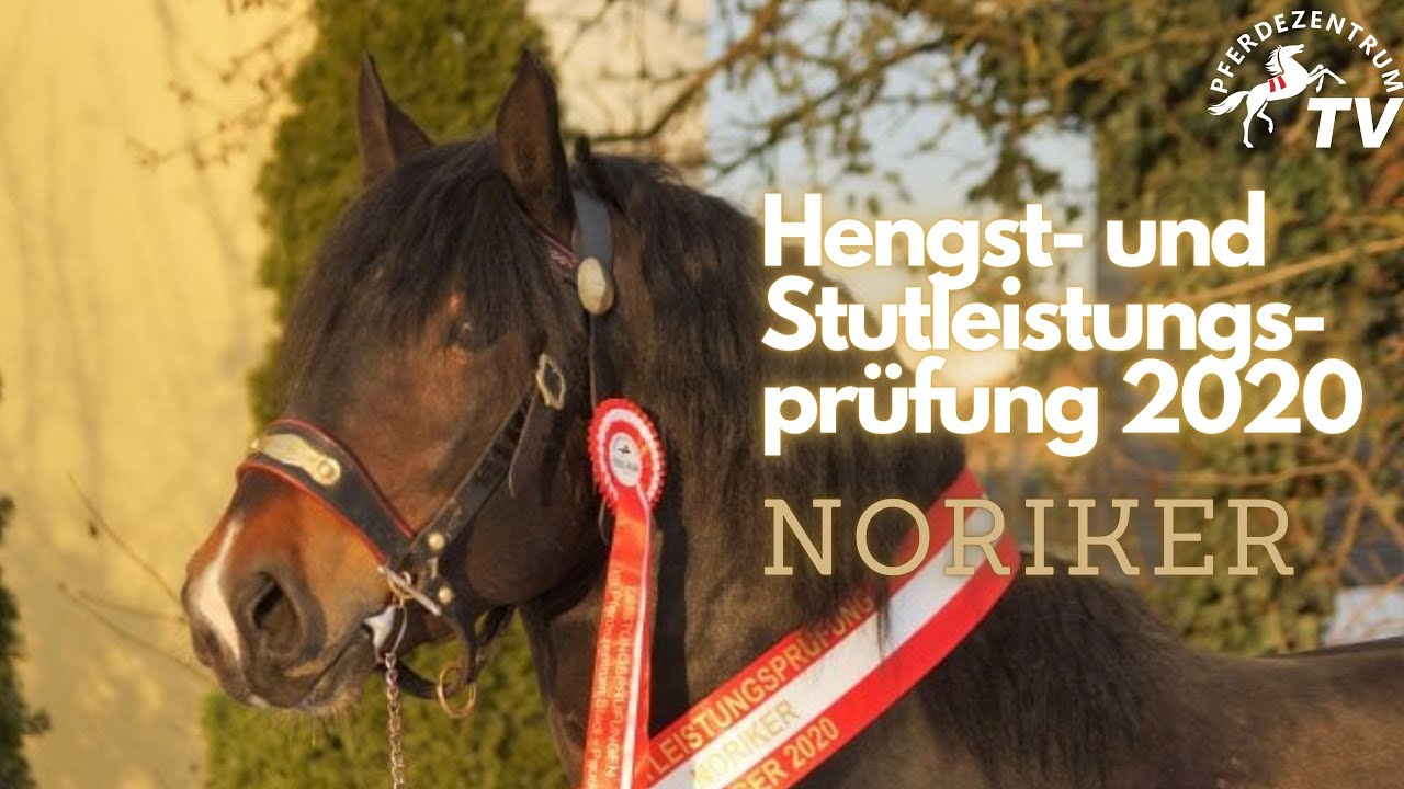 Hengst- und Stutleistungsprüfung für Noriker 2020 im Pferdezentrum Stadl-Paura!
