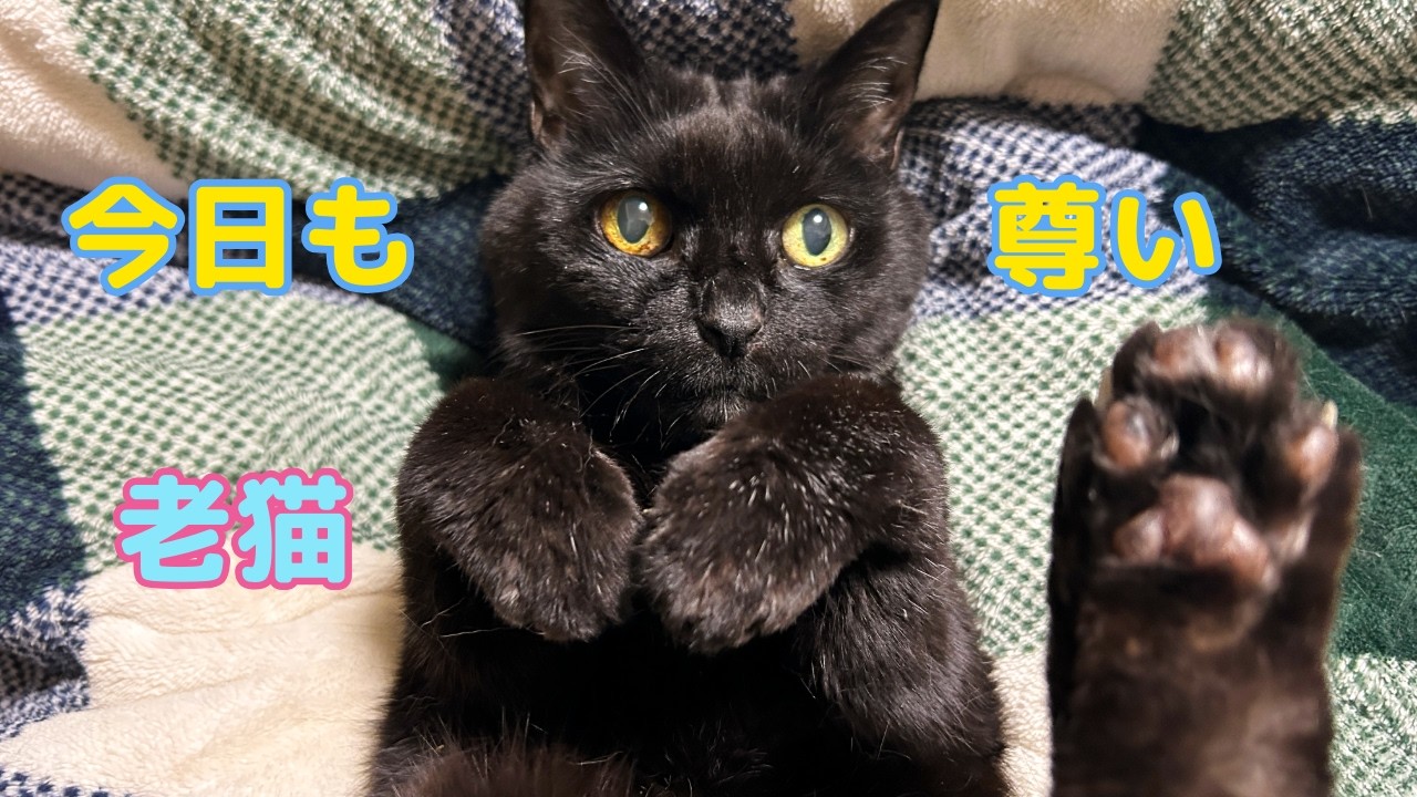 老猫、もう生きてるだけで偉い！そして飼主の後悔　#高齢猫#慢性腎臓病