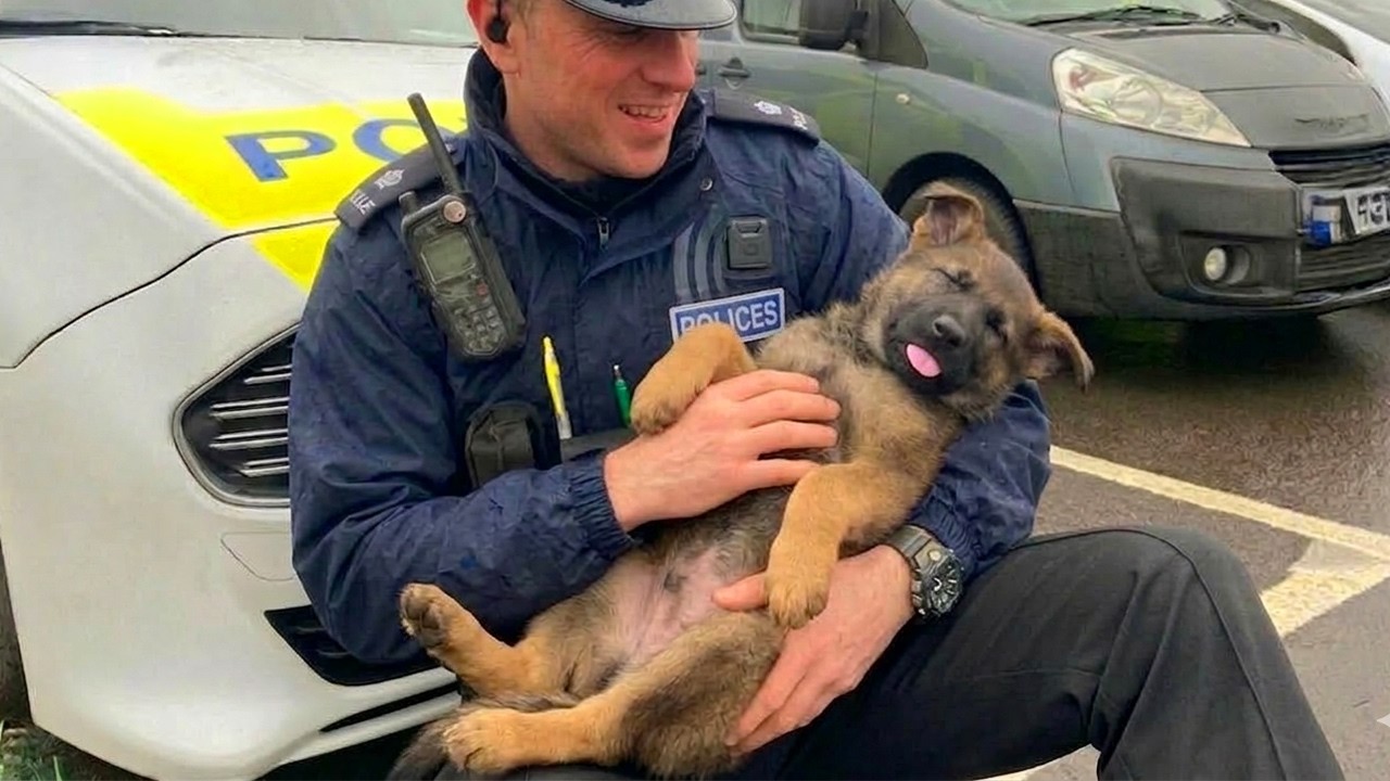 When Police Dogs Think No One’s Watching Them on Duty 😂 Funniest Dogs Video
