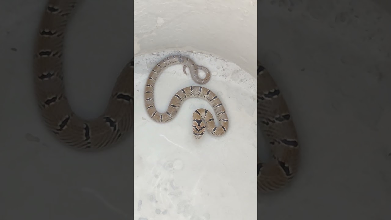 Poisonous snake at home #snake #snakevideo #poison #explorepage #fyp #snakevlog
