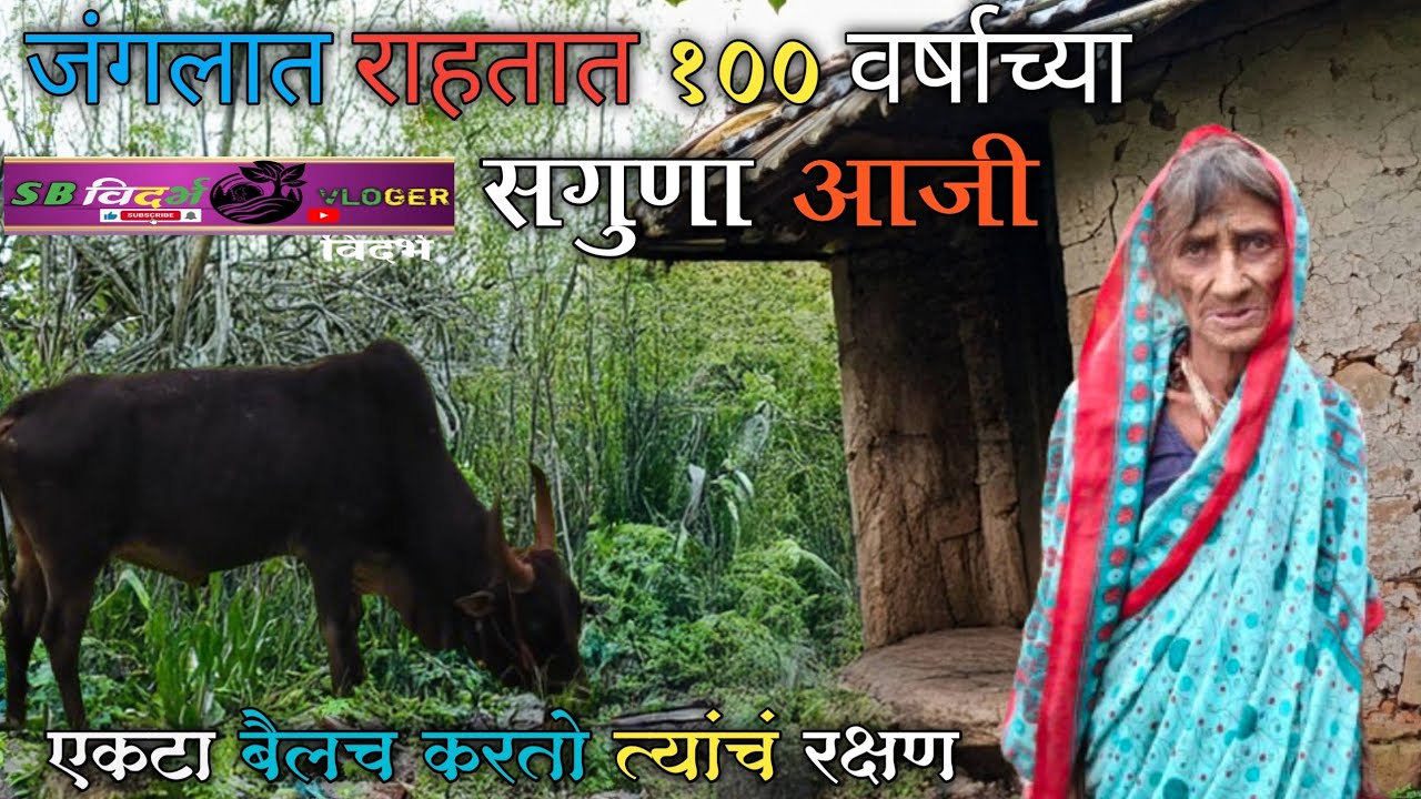 एवढ्या घनदाट जंगलात!🌲एकटेच घर याच घरात 80 वर्षपासून 🏚️राहतात 100  वर्षीय आजी सोबतीला फक्त एक बैल🐂