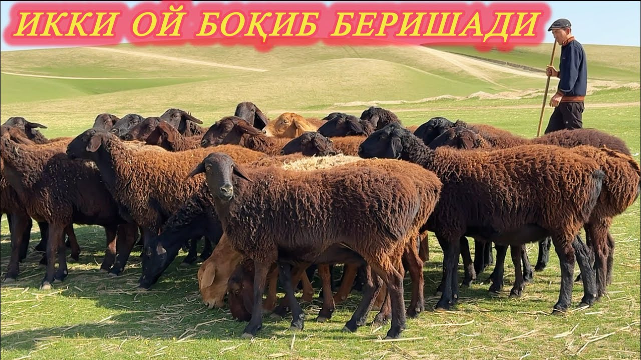 БОБО ТОҒДАН ЖОНИ ҚАТТИҚ БЎҒОЗ ҚЎЙЛАР